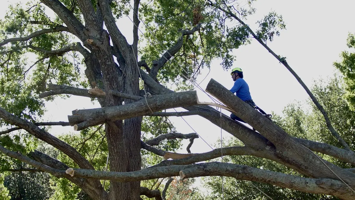 Professional Hazardous Tree Removal performed by certified arborists in Bondurant